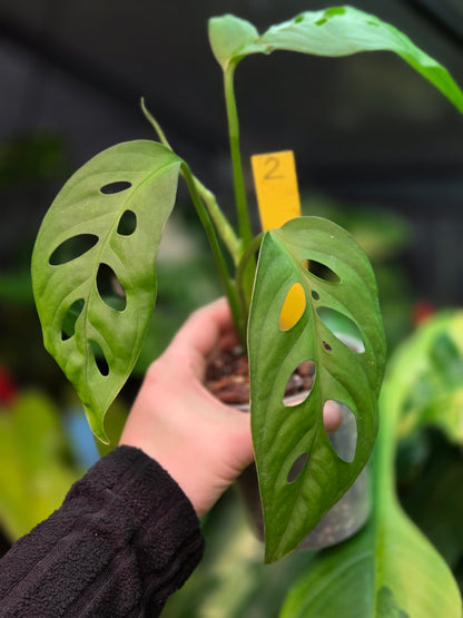 Monstera Epipremnoides Esqueletto