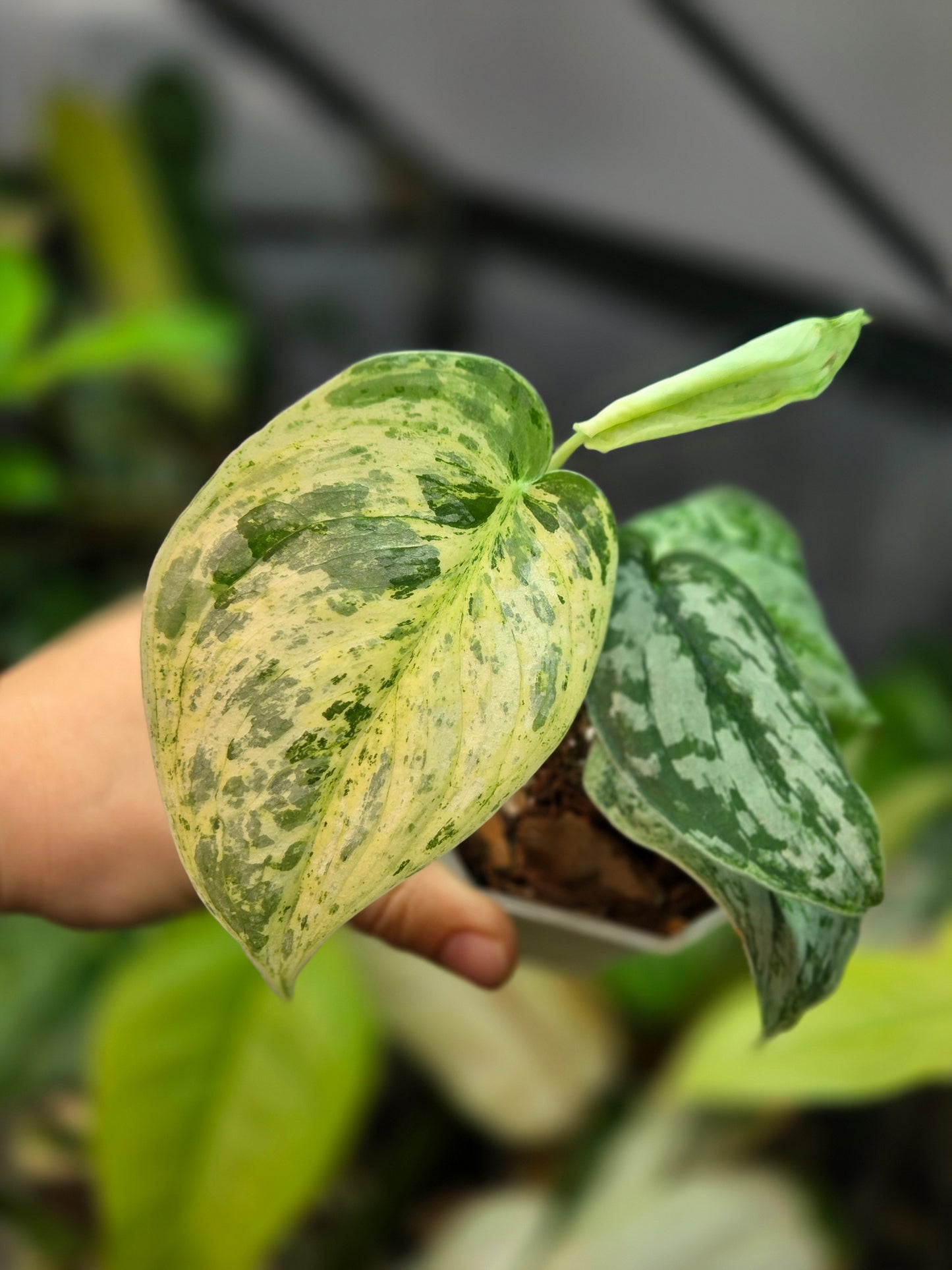 Scindapsus Peasun Medium