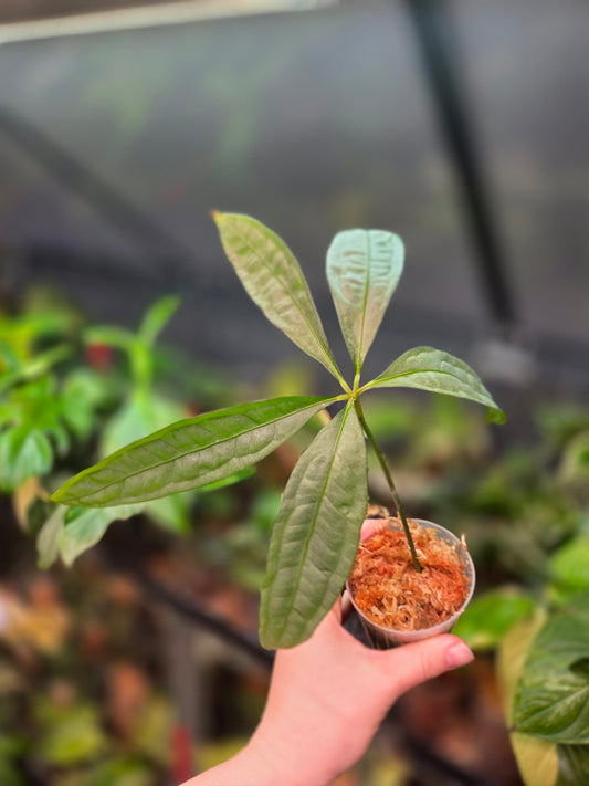 Anthurium Polyschistum x NOID