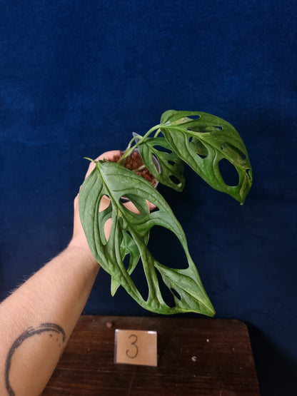 Monstera Adansonii Indonesian Marble