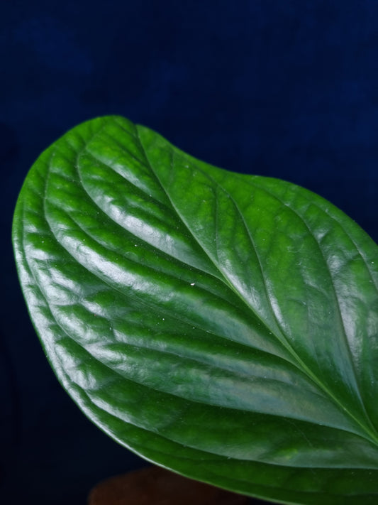 Monstera Pinnatipartita