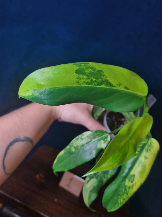 Philodendron Domesticum Variegata