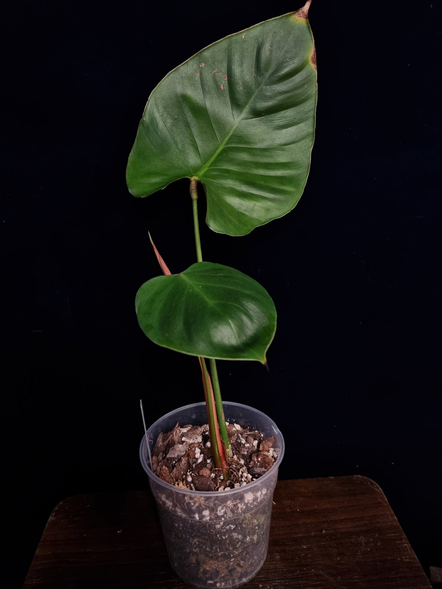 Philodendron Lynamii