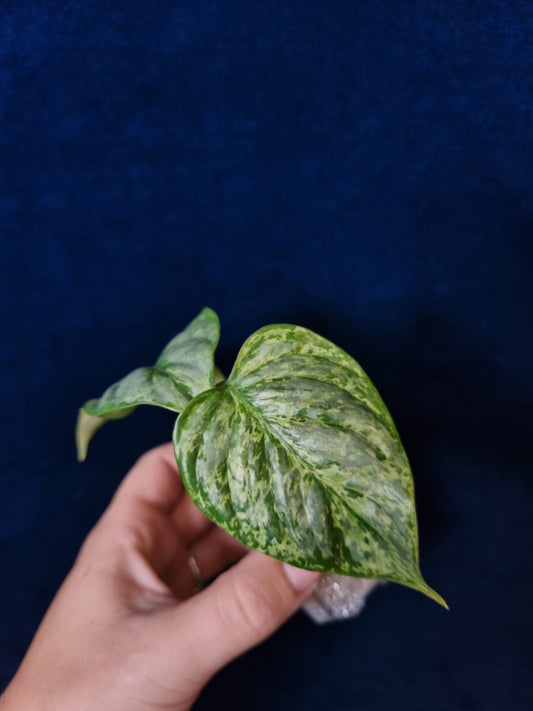 Philodendron Sodiroi Variegata