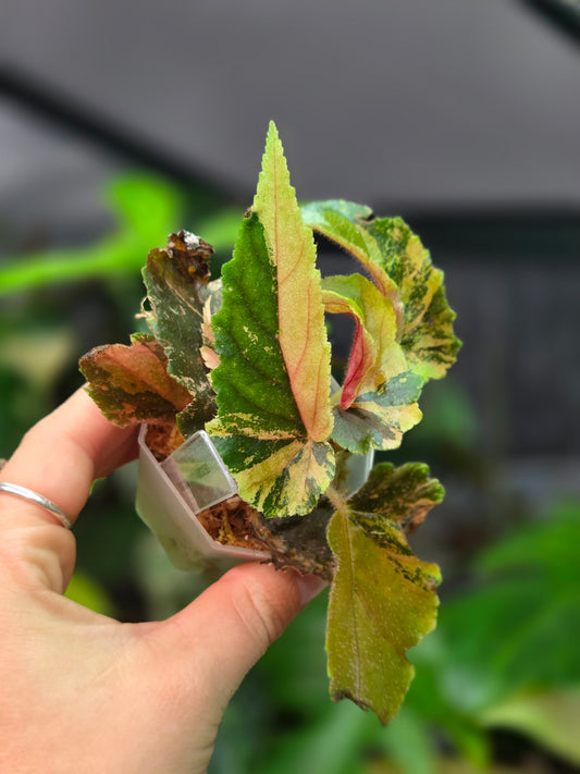 BegonIa Ginny Galaxy