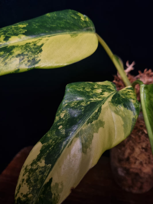 Philodendron Domesticum Variegata