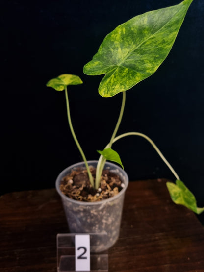 Alocasia Gageana Odora Aurea Small