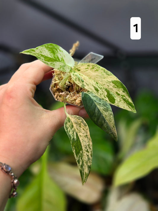 Epipremnum Pinnatum Cebu Blue Variegata