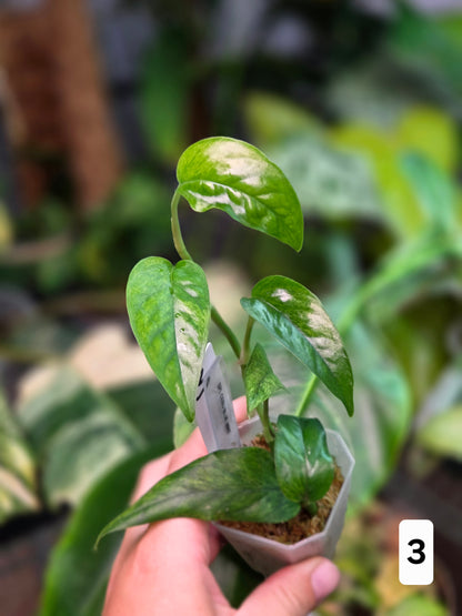 Epipremnum Cebu Blue Mint