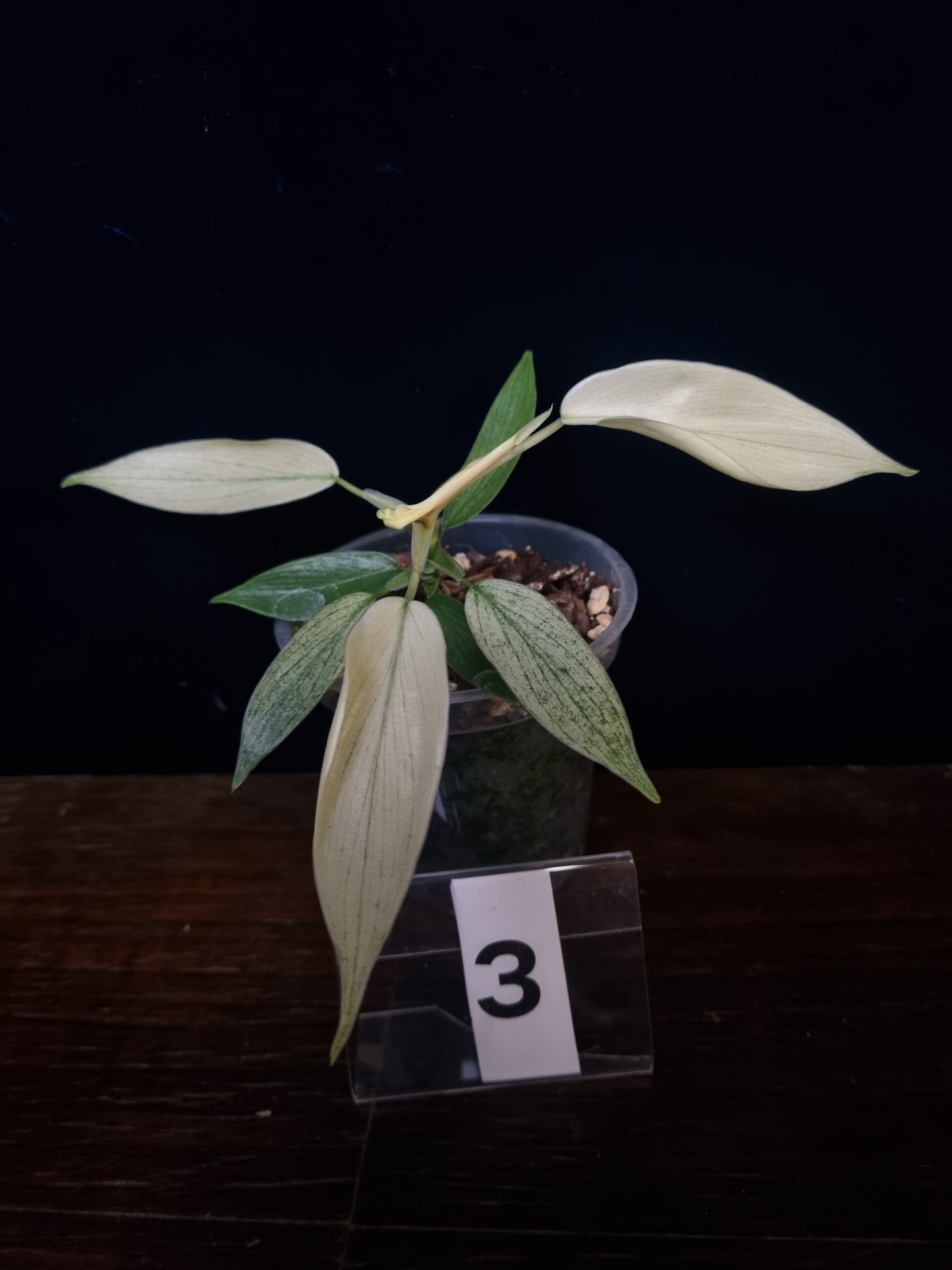 Philodendron Florida Ghost Small