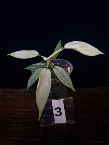 Philodendron Florida Ghost Small