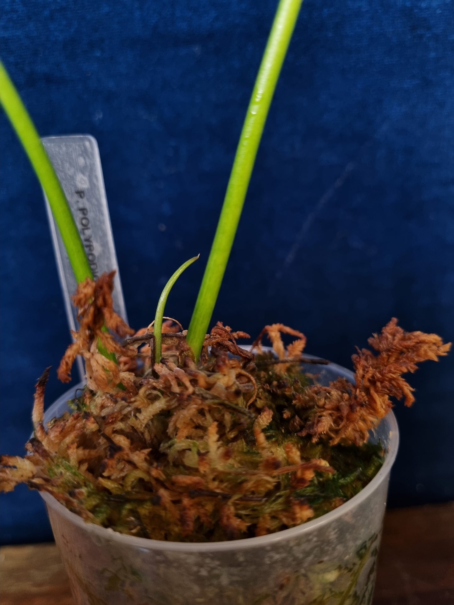 Philodendron Polypodioides