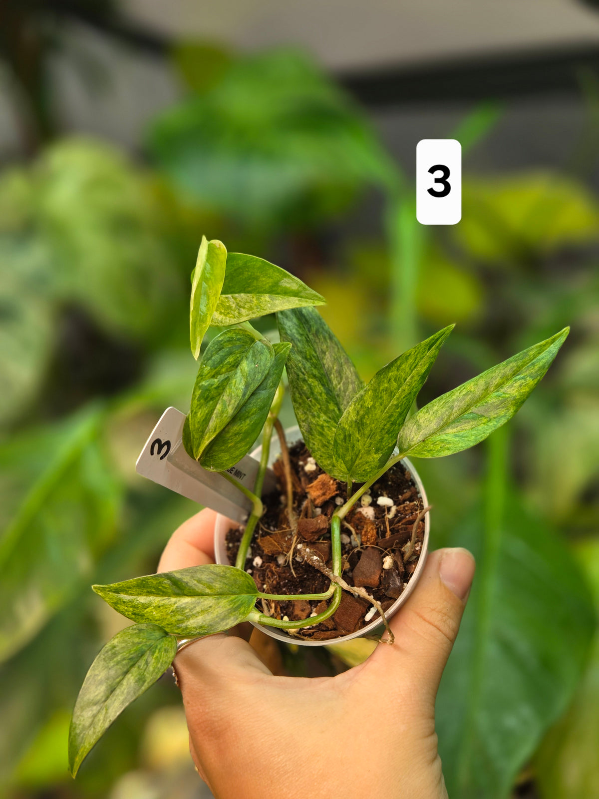 Epipremnum Pinnatum Cebu Blue Mint