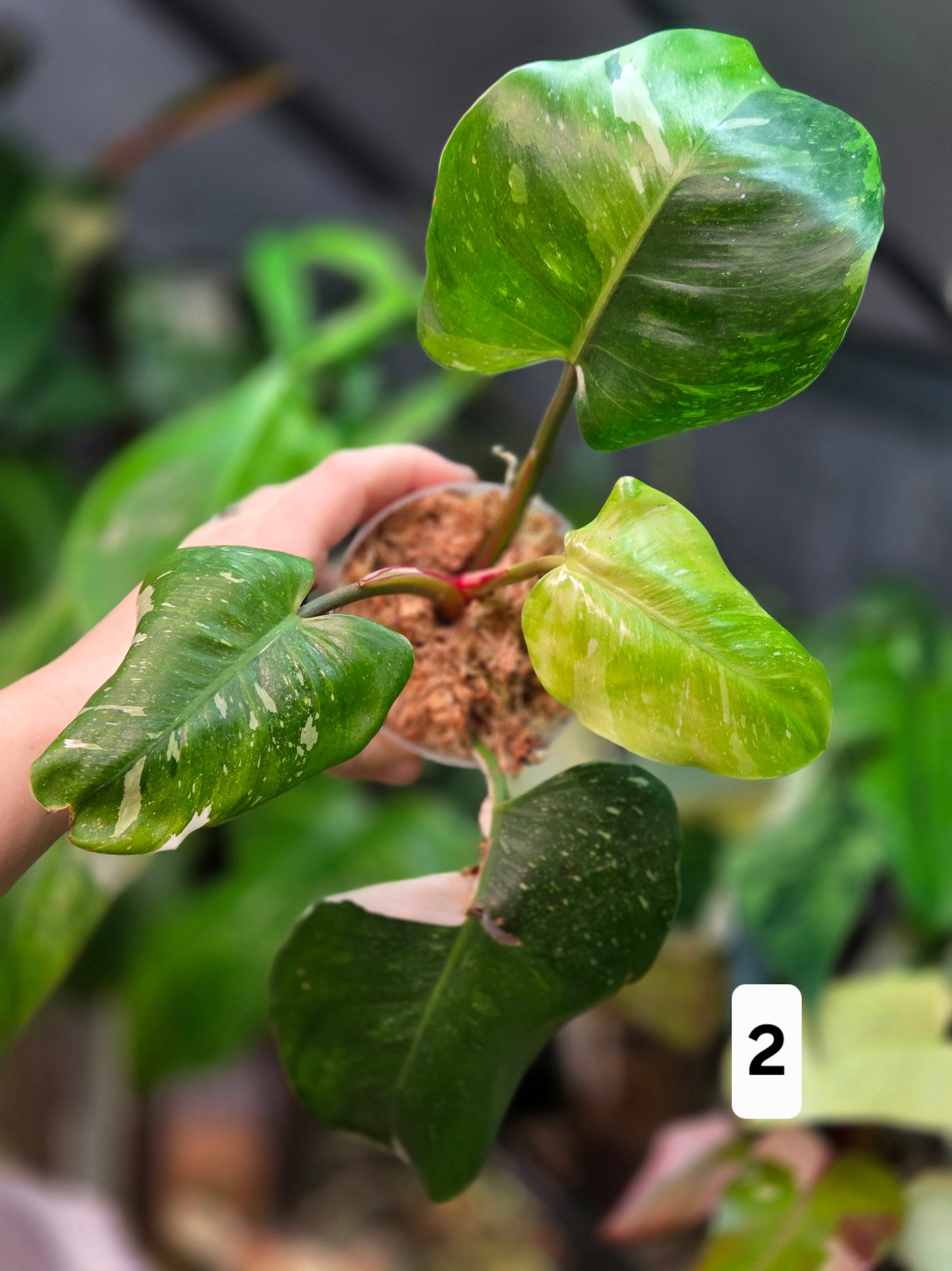 Philodendron White Princes Tricolor Lime/ Fresh Aurea