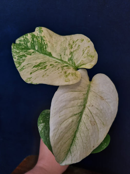 Monstera Mint