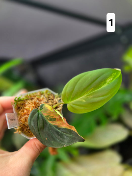 Philodendron Micans Variegata Small