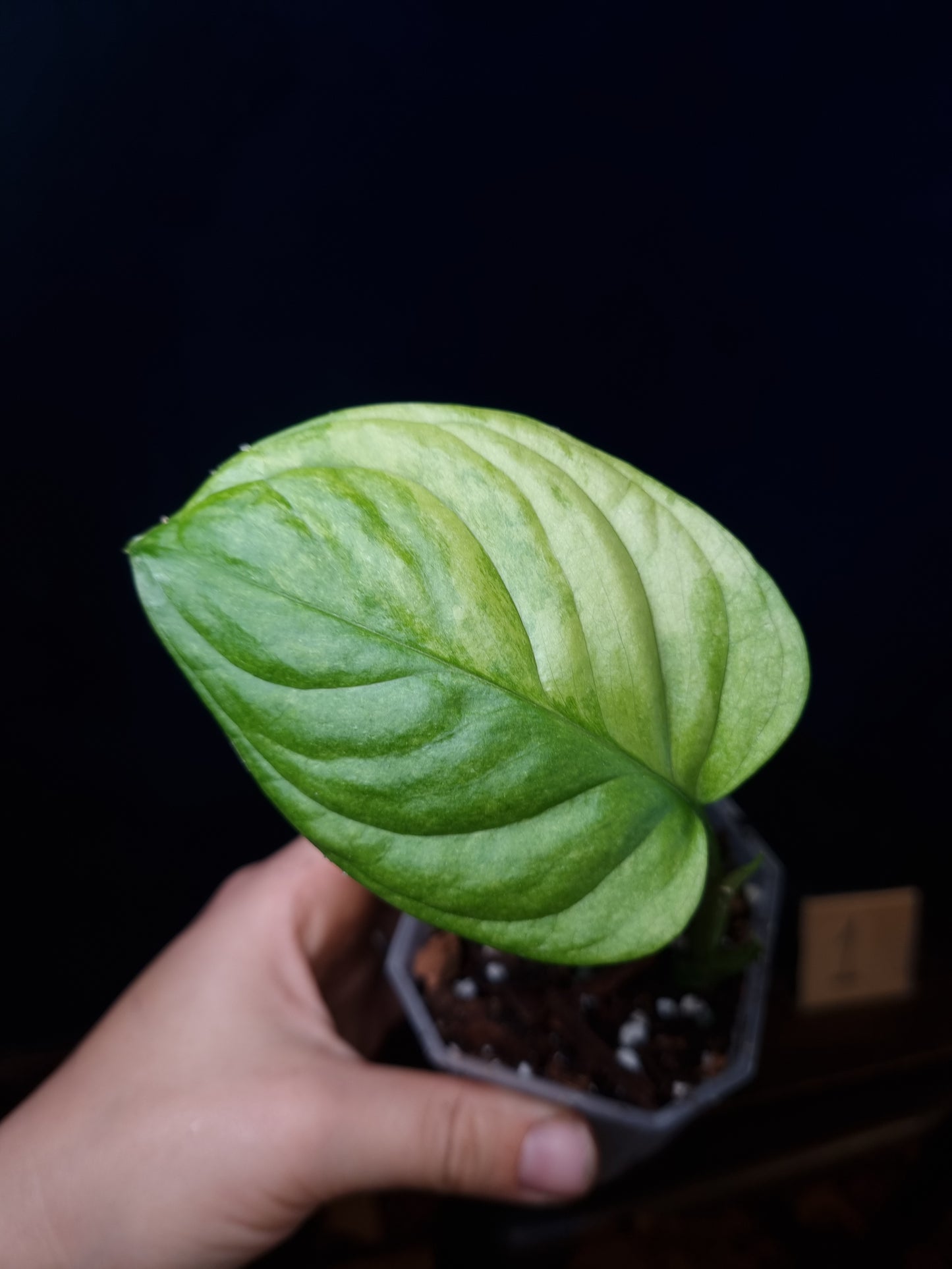 Monstera Obliqua Mayuna Variegata Small