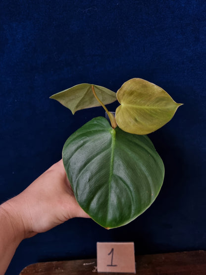 Philodendron Nangaritense x Wernerii