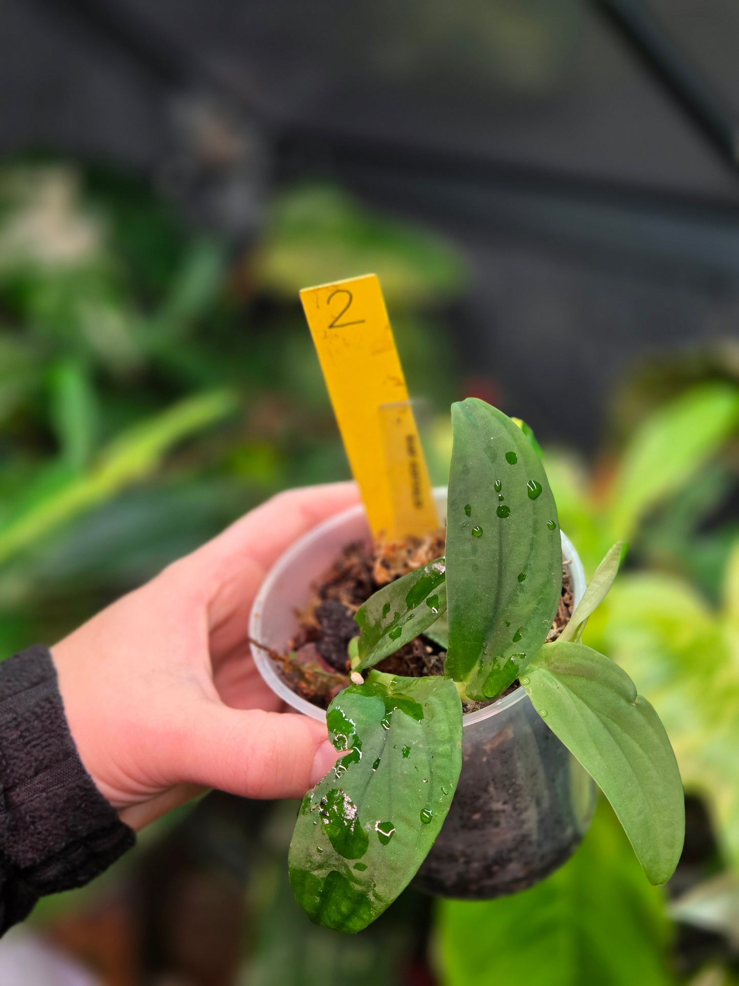 Rhaphidophora Korthalsii