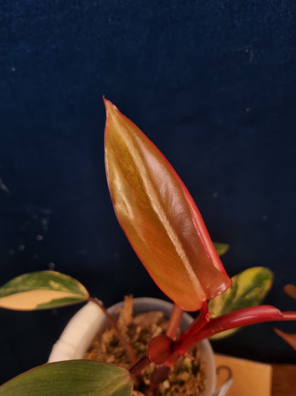 Philodendron Strawberry Shake