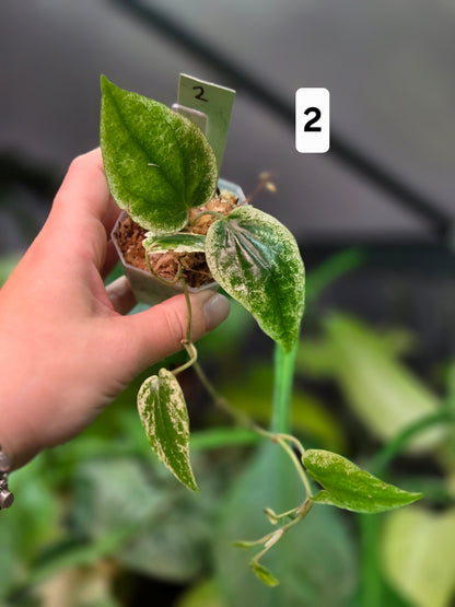 Piper Macropiper Variegata