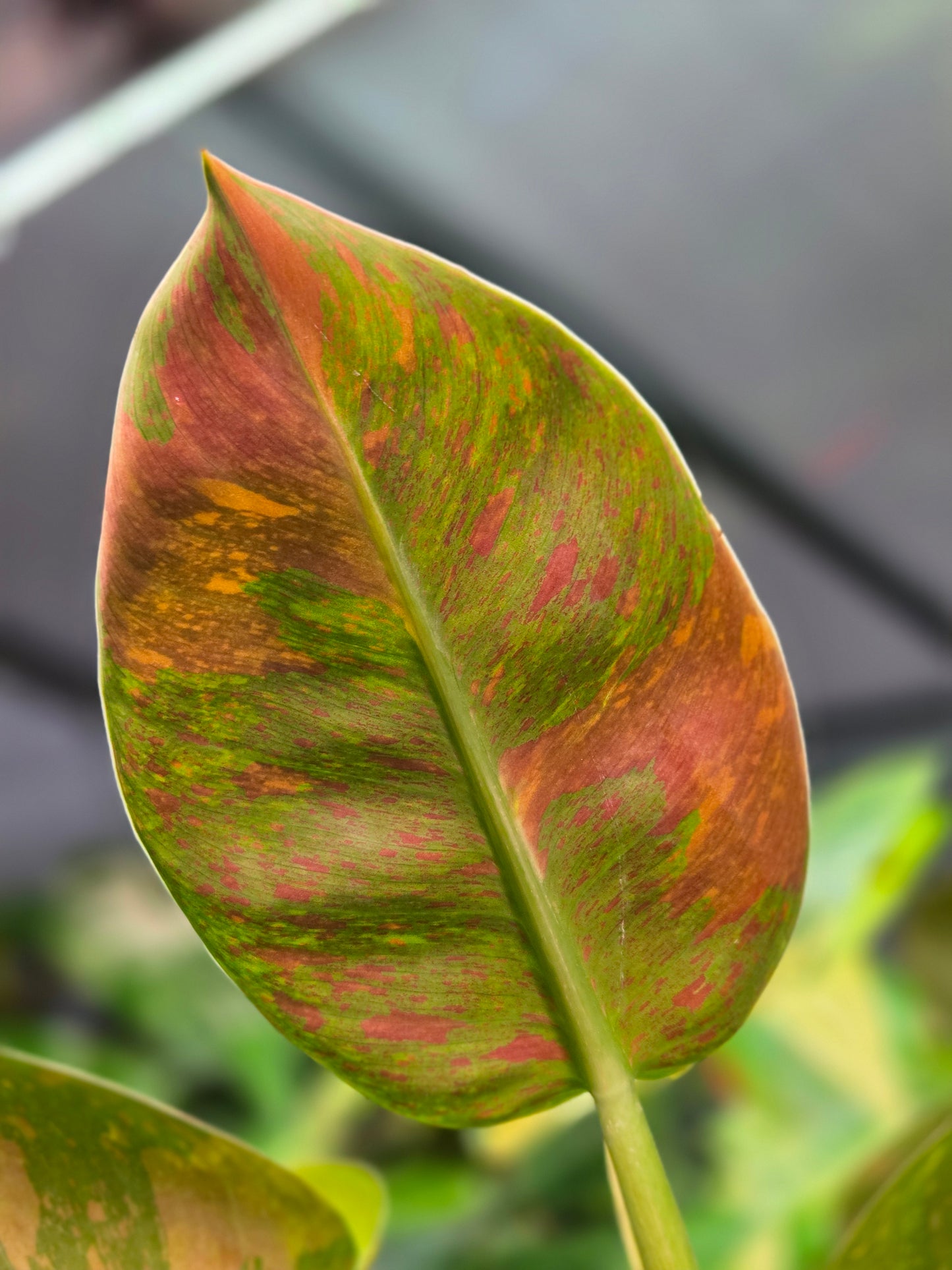 Philodendron Green Congo Marble Variegata