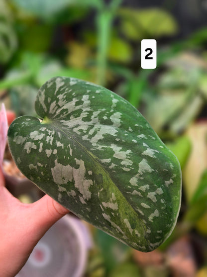 Scindapsus Macaro - Small