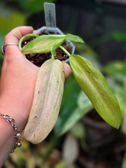 Philodendron Whipple Way Mottled