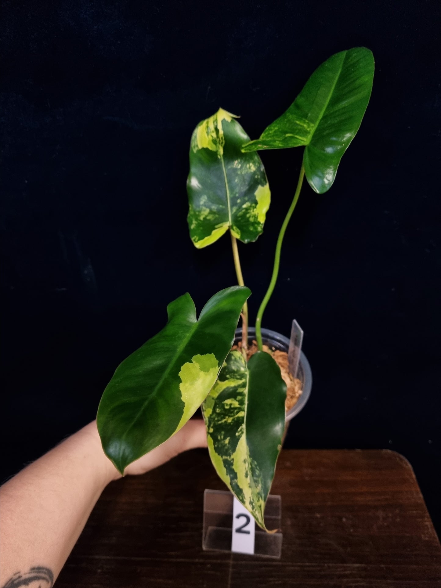 Philodendron Burle Marx Variegata