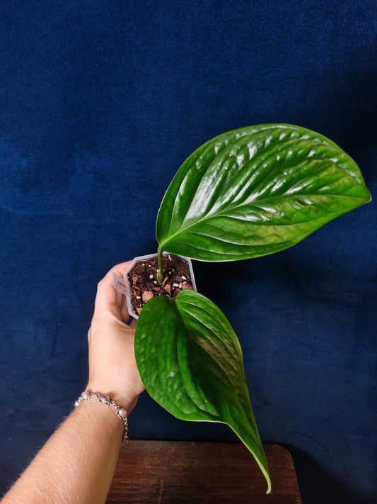 Monstera Pinnatipartita