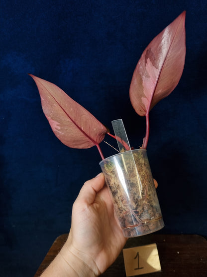 Philodendron Persimmon Princess