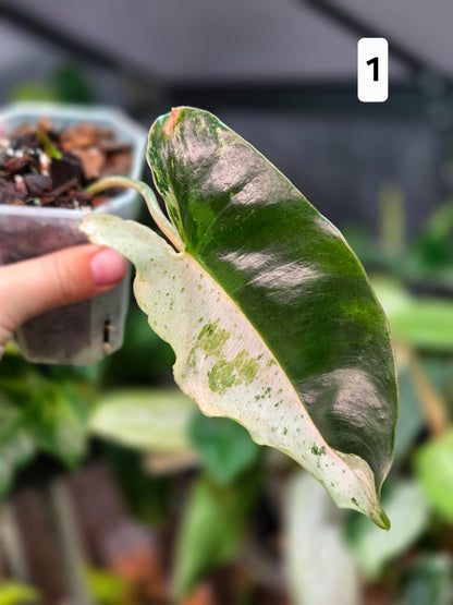 Philodendron Burle Marx Snow White