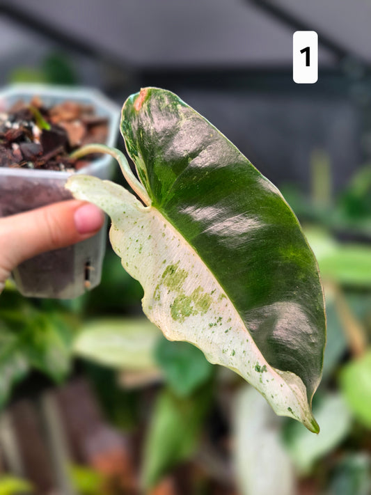 Philodendron Burle Marx Snow White