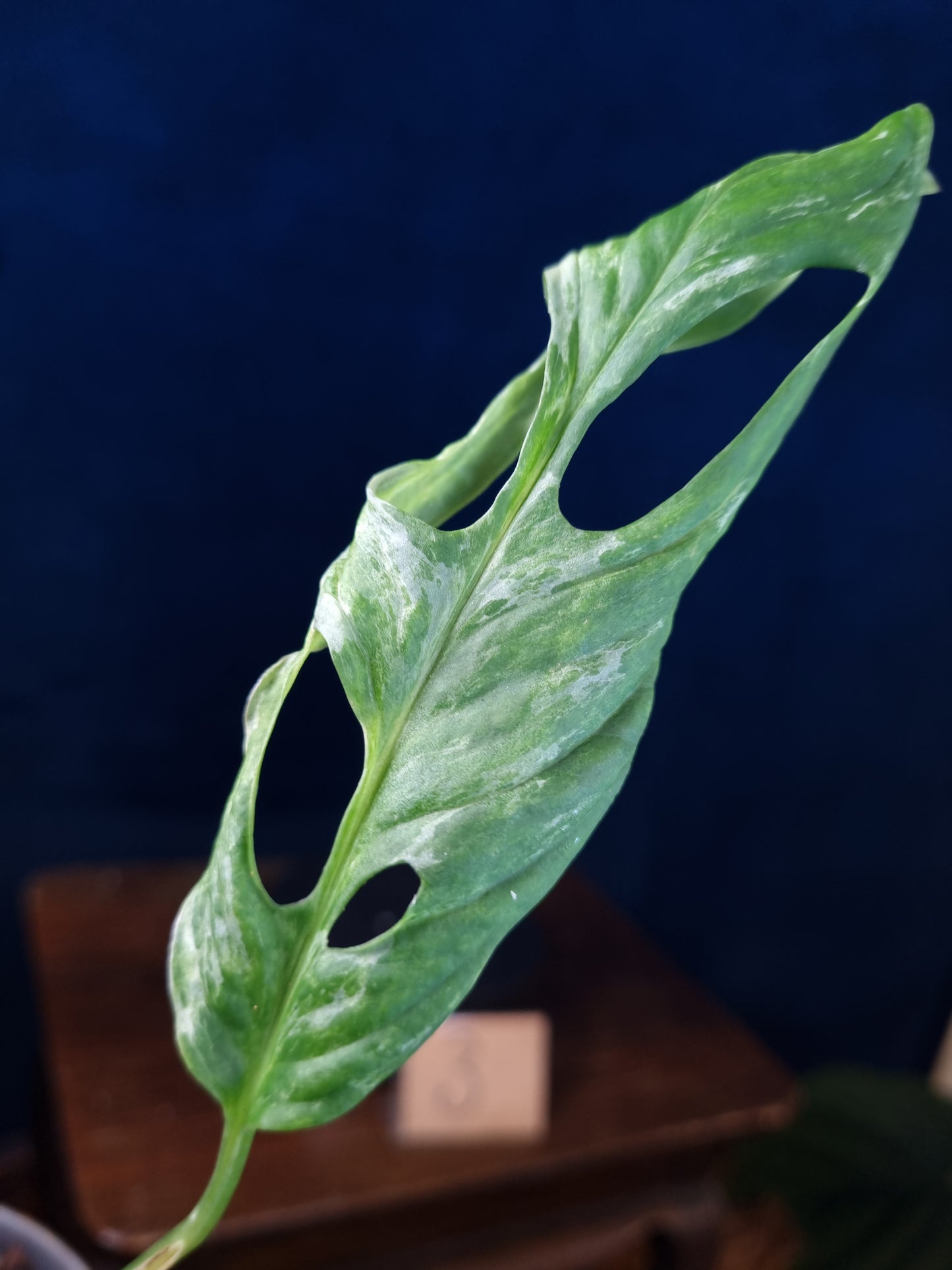 Monstera Adansonii Indonesian Marble