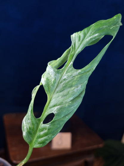 Monstera Adansonii Indonesian Marble