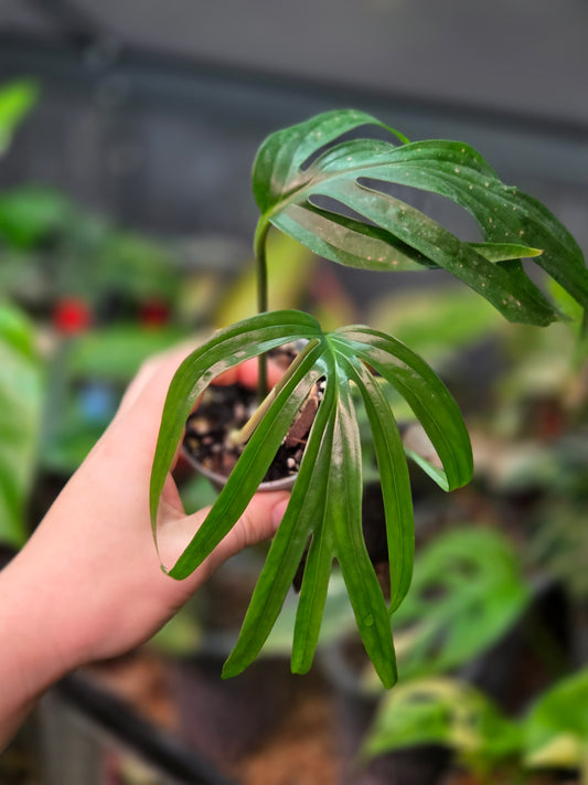 Amydrium Zippelianum