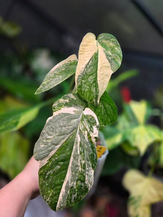 Amydrium Medium Variegata