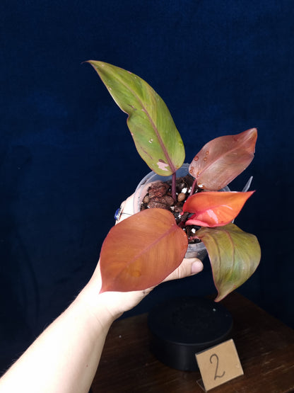 Philodendron Persimmon Princess