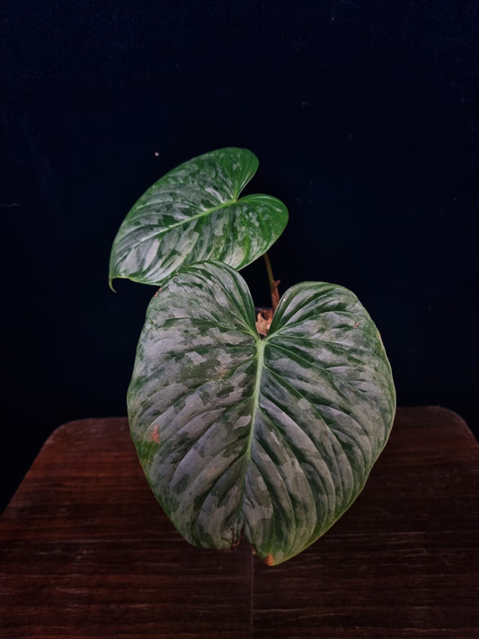 Philodendron Majestic