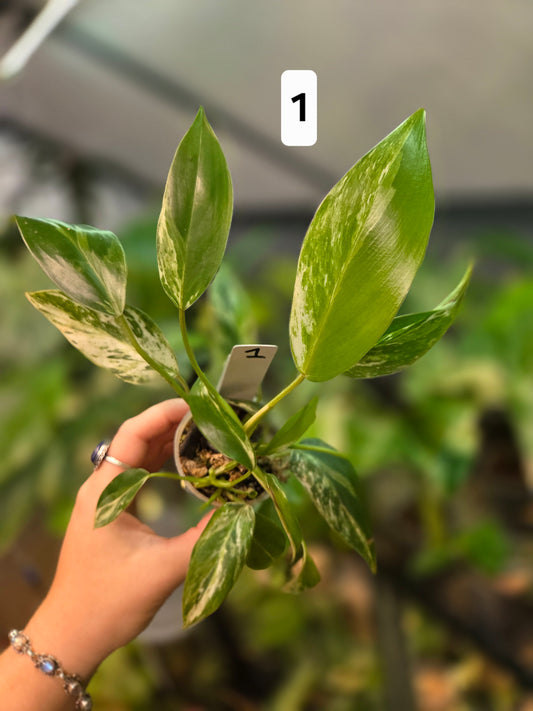 Philodendron Emerald Ice - Small