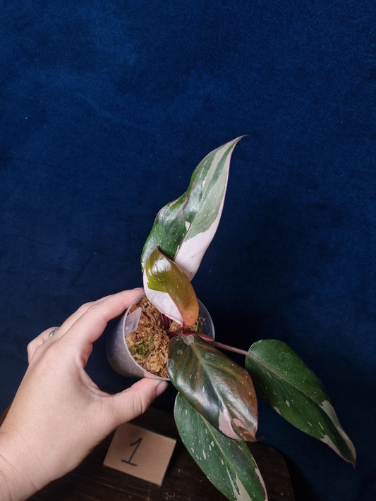 Philodendron Red Anderson