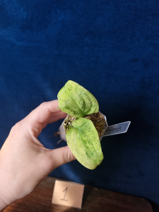Rhaphidophora Korthalsii Marble Aurea