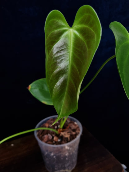 Anthurium Esmeraldense