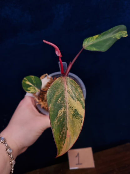 Philodendron Strawberry Shake