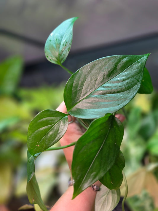 Monstera Aff. Obliqua Filamentous