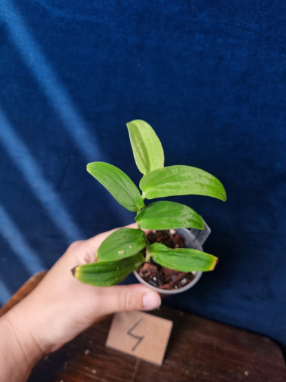 Rhaphidophora Korthalsii