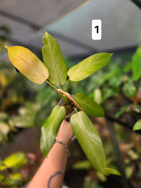 Philodendron Whipple Way Mottled
