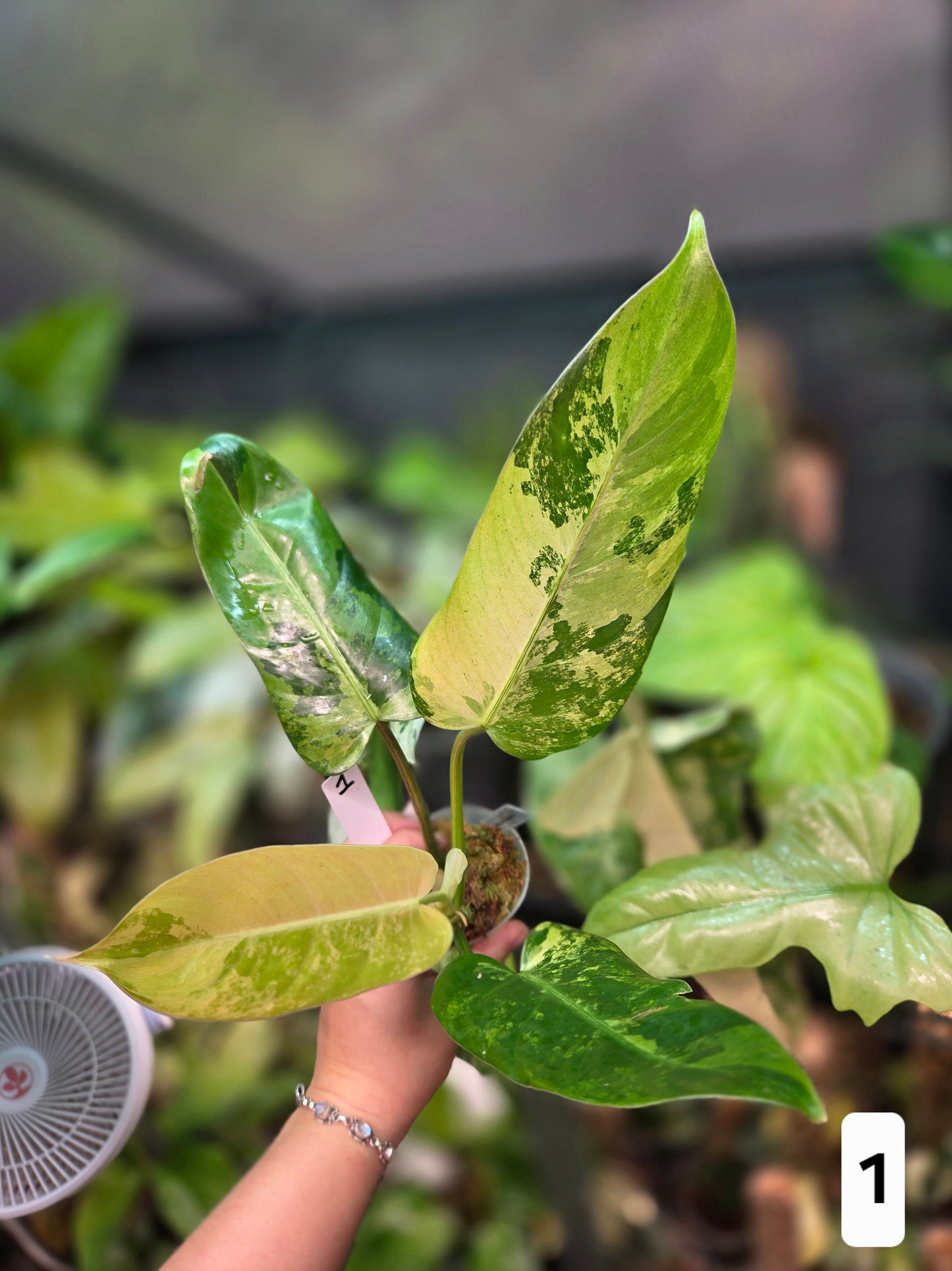 Philodendron Whipple Way Marble/Mint