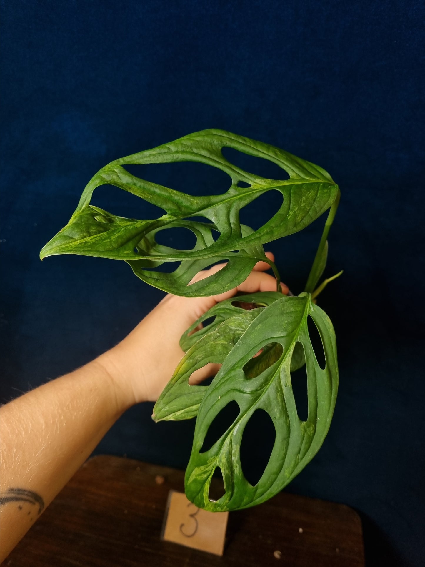 Monstera Adansonii Indonesian Marble