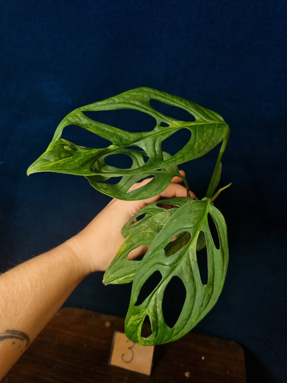 Monstera Adansonii Indonesian Marble